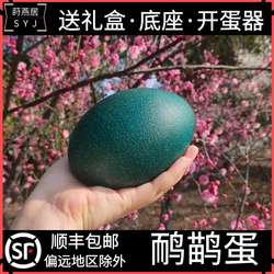 自家农场养殖澳洲鸸鹋蛋新鲜墨绿色食用鸵鸟蛋过节礼品定制