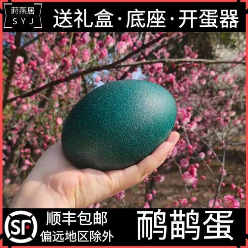 自家农场养殖澳洲鸸鹋蛋新鲜