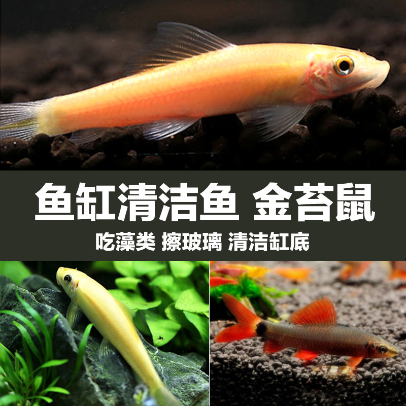 金苔鼠鱼缸清洁鱼除藻工具鱼吃垃圾鱼粪便观赏鱼彩虹鲨清道夫