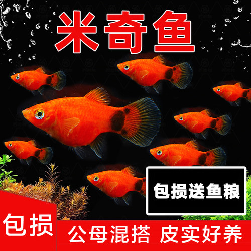 米奇鱼小型热带观赏鱼