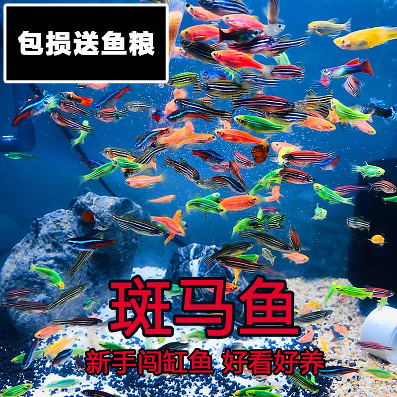 糖果多彩斑马鱼小型热带观赏鱼群游鱼翡翠鱼淡水鱼练手鱼活体好养