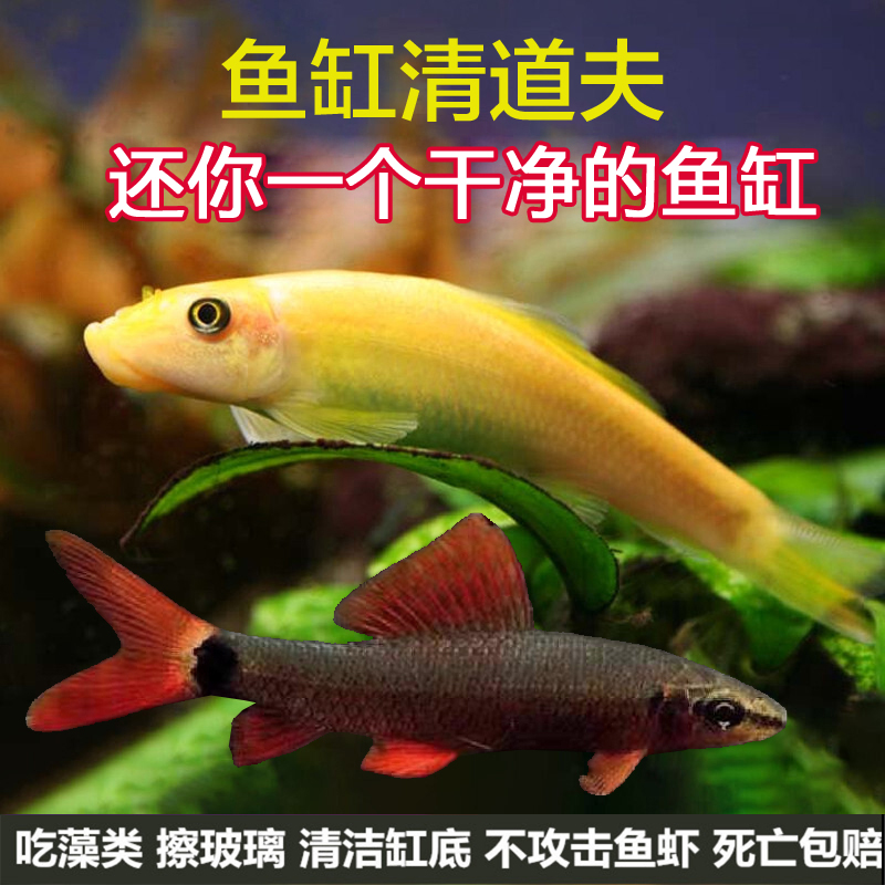 除藻工具鱼吃垃圾彩虹鲨金苔鼠