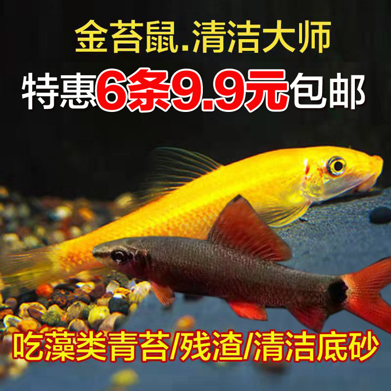 金苔鼠清洁鱼活体热带观赏鱼吃粪便垃圾鱼鱼缸除藻鱼清道夫工具鱼