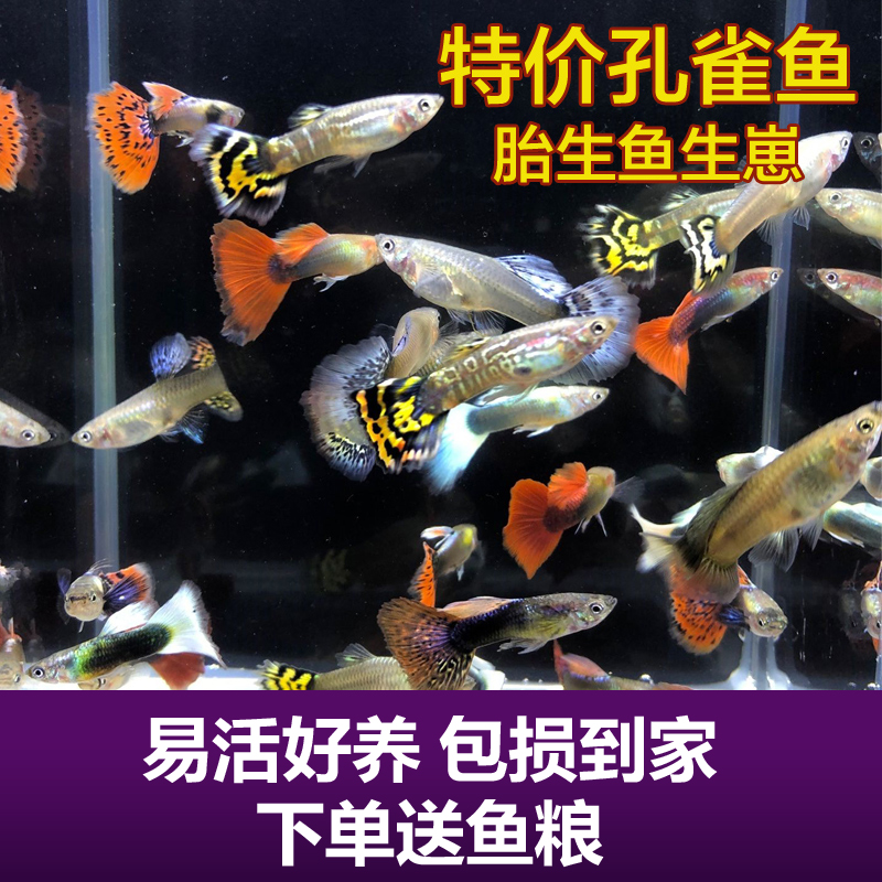 孔雀鱼小型淡水好养耐活观赏鱼