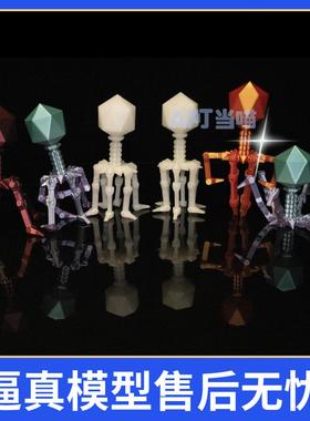 噬菌体T4模型可活动老师创意礼物趣味益智微生物病毒科学小实验