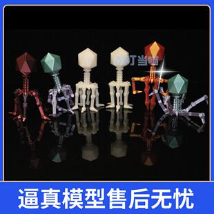 噬菌体T4模型可活动老师创意礼物趣味益智微生物病毒科学小实验