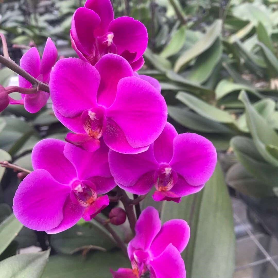 蝴蝶兰盆栽带花苞高档送礼佳品花苗观花植物好养的花四季开花不断