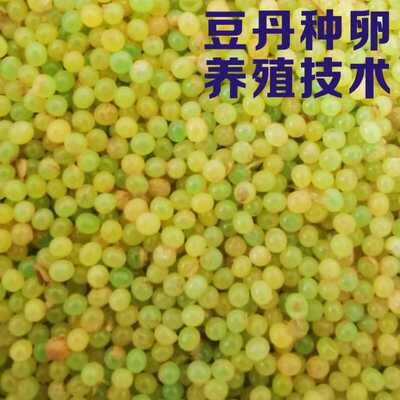 优质豆丹豆青虫种卵种苗