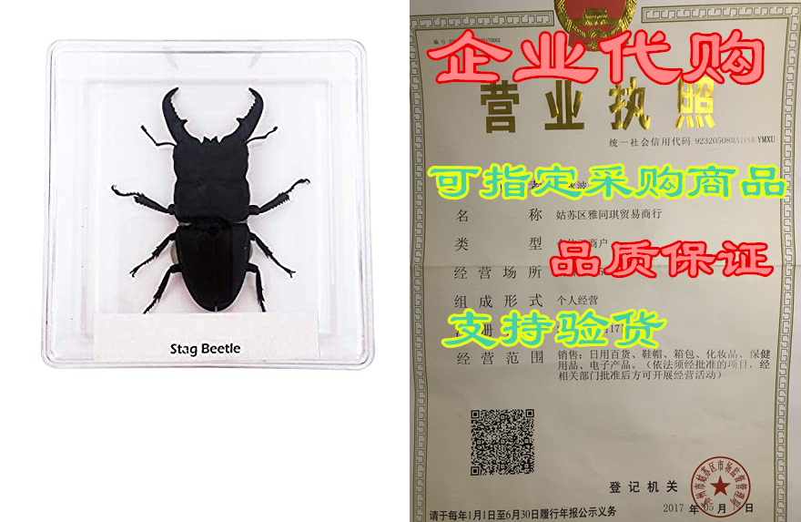 whizkidslab stag beetle real large insect specimen childr
