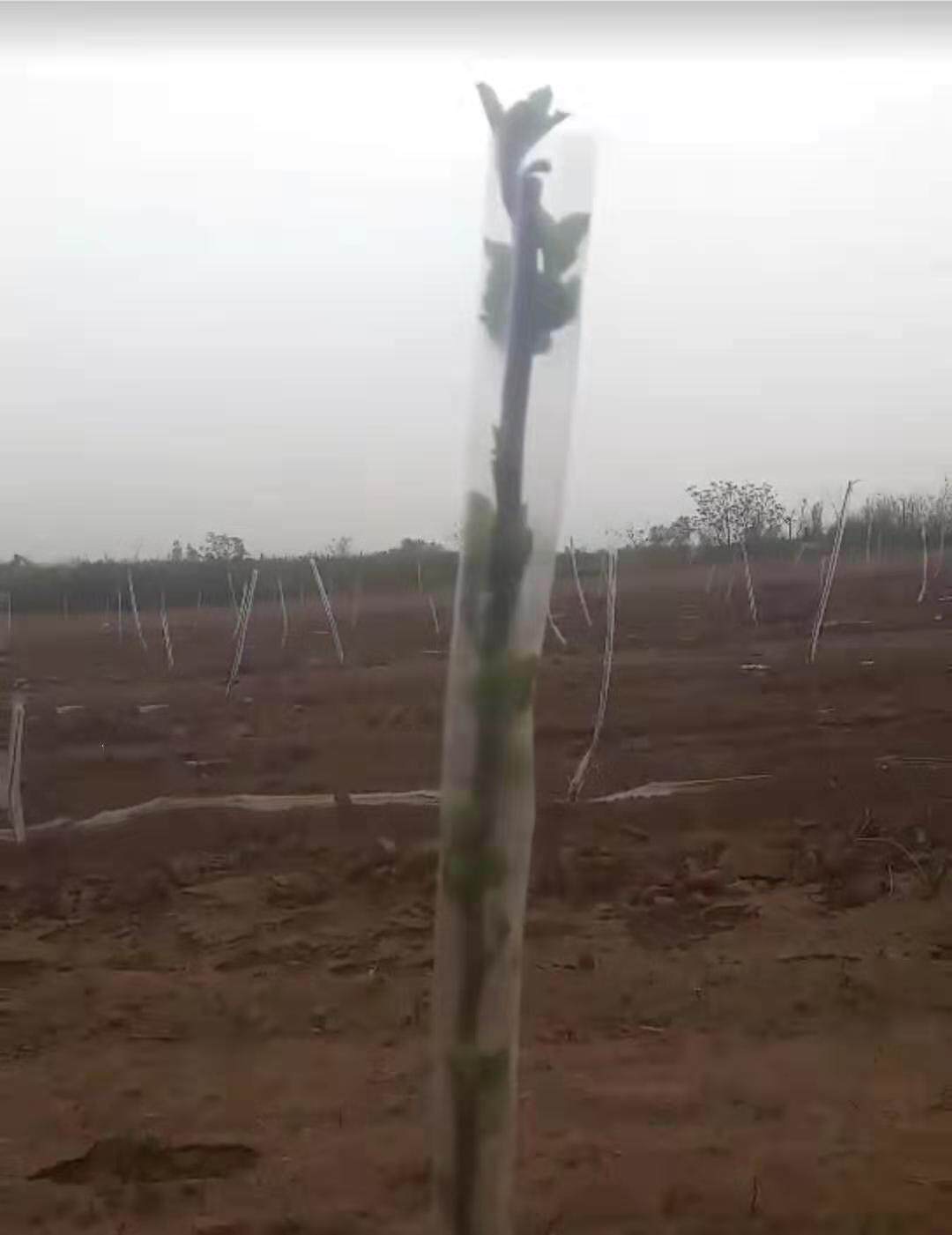 花木树木果树防冻膜保温膜暖罩果木树苗防寒嫁接直筒塑料套套袋袋