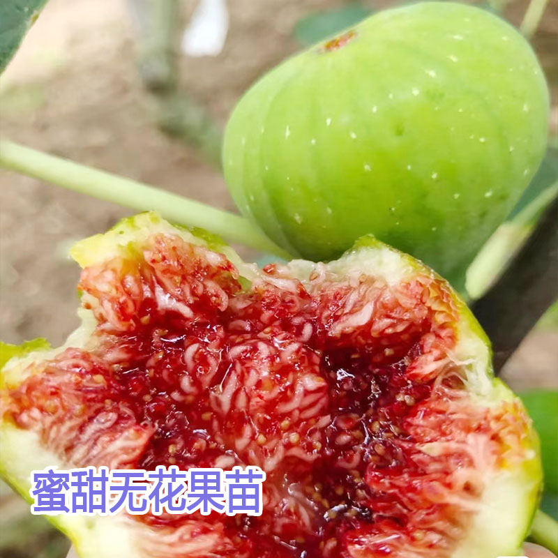 青皮无花果树果苗芭劳奈金傲芬斯特拉新疆早黄布兰瑞克无花果苗