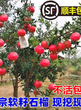 突尼斯软籽石榴树苗当年结果无籽