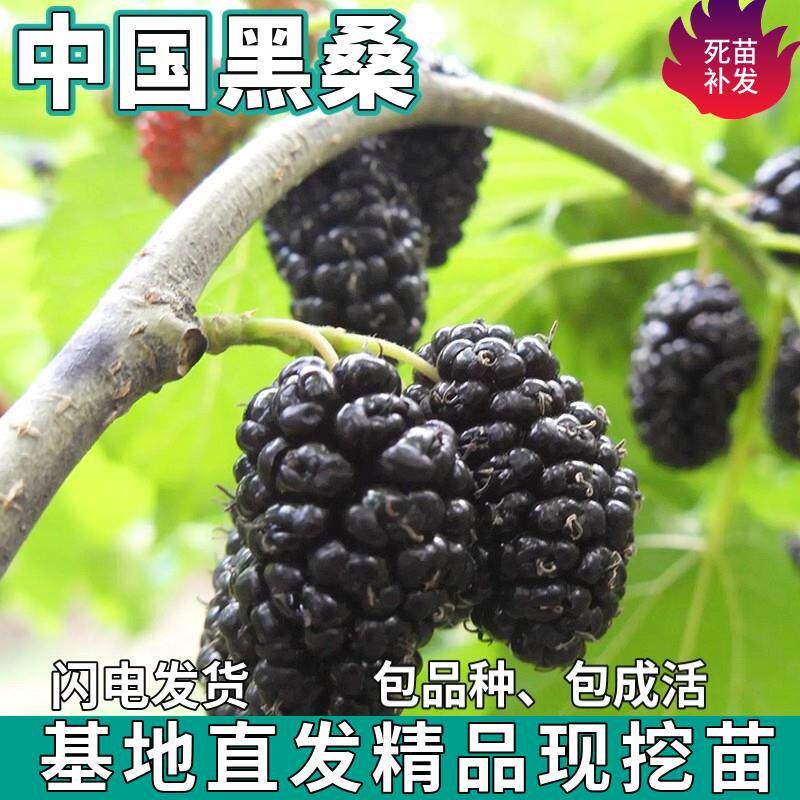中国黑桑葚树苗南北方盆栽地栽种植活苗特大嫁接桑葚树苗当年结果