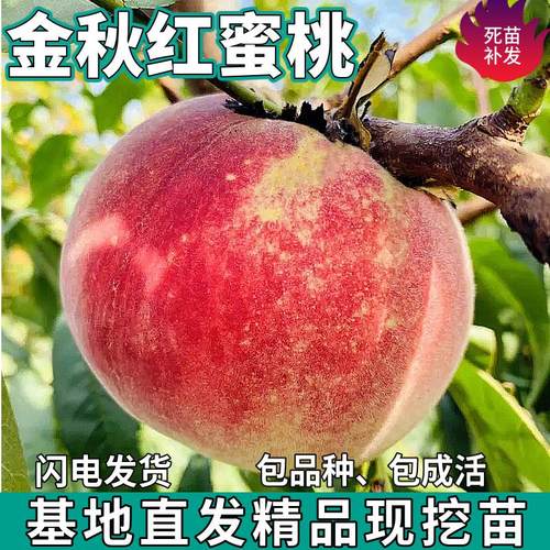 金秋红蜜桃果树苗南北方地