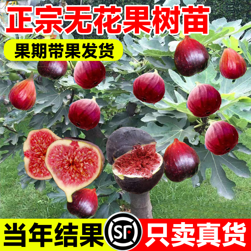 无花果树苗特大庭院阳台南