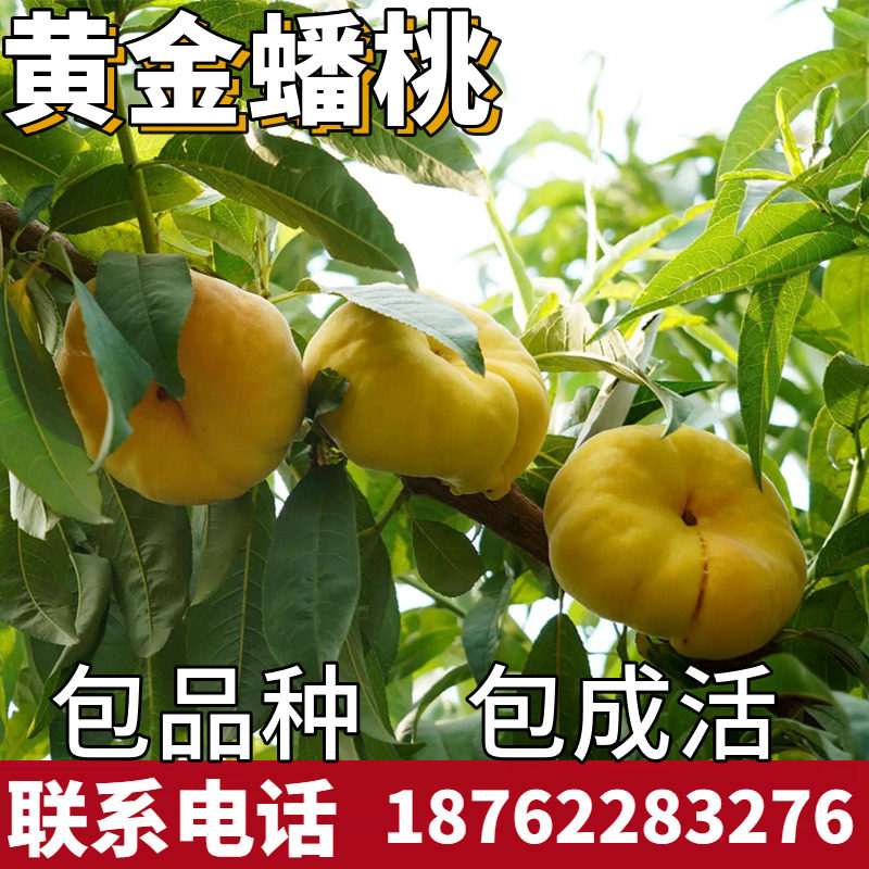 黄金蟠桃苗南北方庭院地栽种植特大桃树果苗盆栽嫁接活苗当年结果