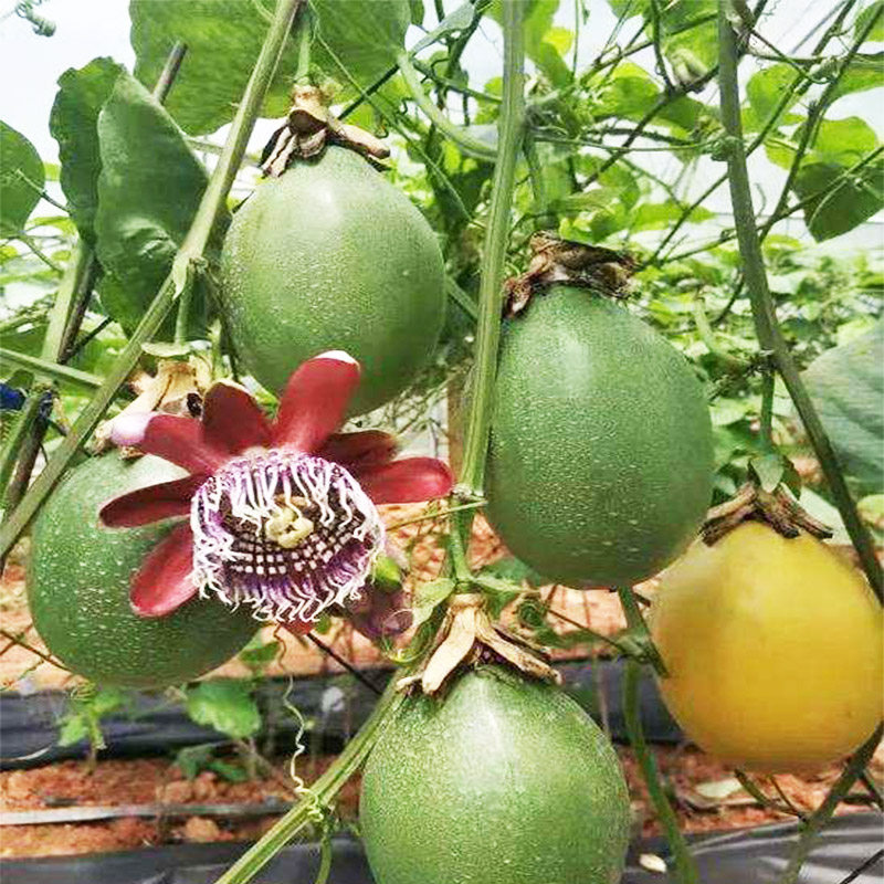 百香果苗爬藤紫香鸡蛋果苗黄金百香果树果苗盆栽地栽当年四季结果