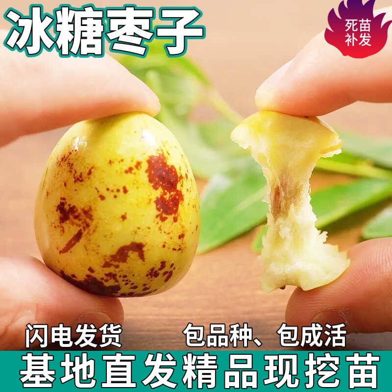 冰糖枣子苗树特大嫁接活苗盆栽南北方庭院地栽枣子果树苗当年结果