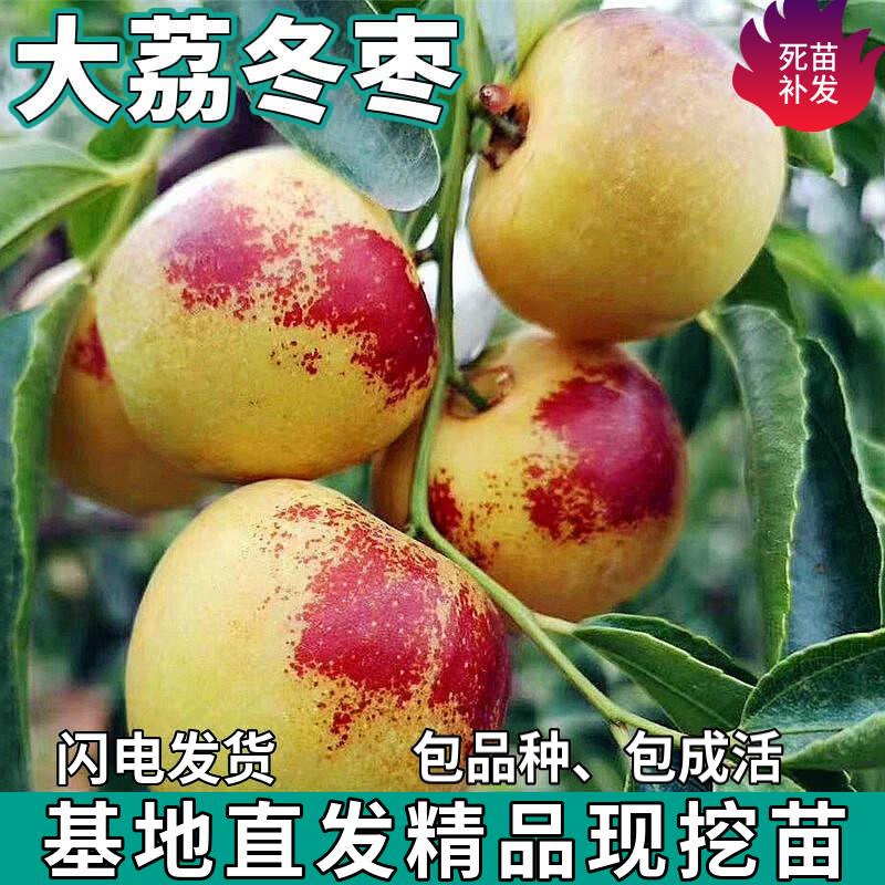 大荔冬枣苗树南北方庭院地栽特大果树盆栽嫁接枣子树活苗当年结果