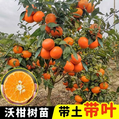 广西武鸣沃柑橘子树苗正宗