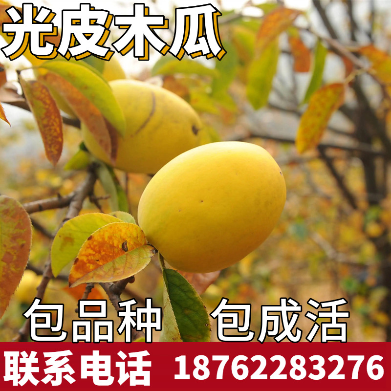 光皮木瓜苗树南北方庭院地栽