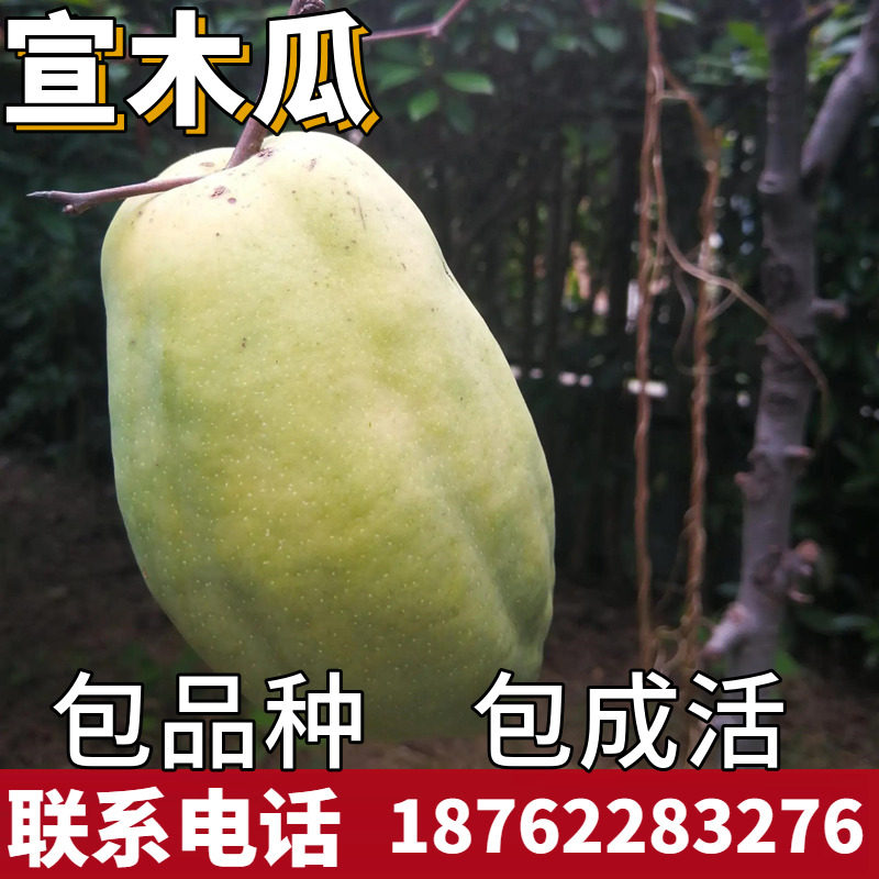 宣木瓜树苗南北方庭院地栽种植特大果树苗盆栽嫁接观赏当年结果