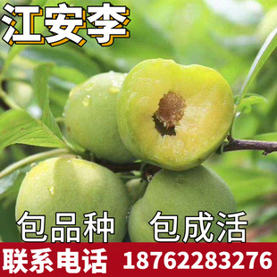 江安李子树苗青脆晚熟脱骨南北方地栽特大果树盆栽嫁接当年结果