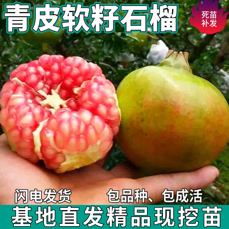 青皮软籽石榴树苗南北方庭院盆栽地栽嫁接特大甜石榴苗树当年结果