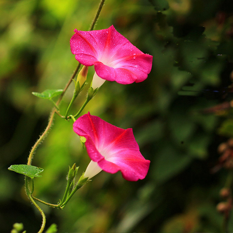 红色大牵牛花种子爬藤花种孑花籽四季开花易种易活庭院阳台喇叭花