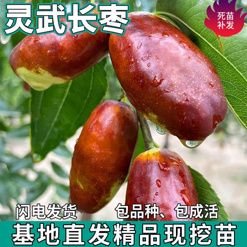 灵武长枣树苗南北方庭院地栽特大果树盆栽嫁接枣子树活苗当年结果