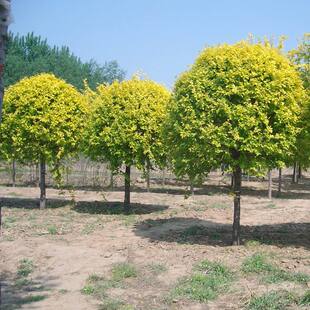 庭院绿化苗金叶榆树苗围墙造型树黄金榆树苗榆树苗行道树金叶榆球