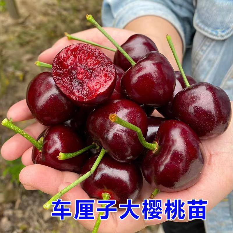 大樱桃树苗车厘子苗当年结果南方北方种植矮化盆栽地栽嫁接樱桃苗