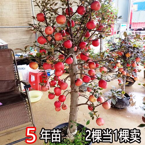 红富士苹果树苗新品种瑞雪嫁
