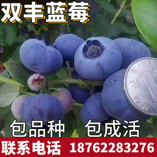 双丰蓝莓苗南北方地栽种植蓝莓树果苗阳台盆栽四季组培苗当年结果