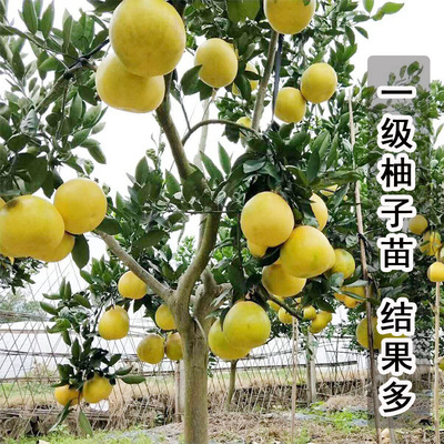 冰糖柚子树苗四季黄金文旦红