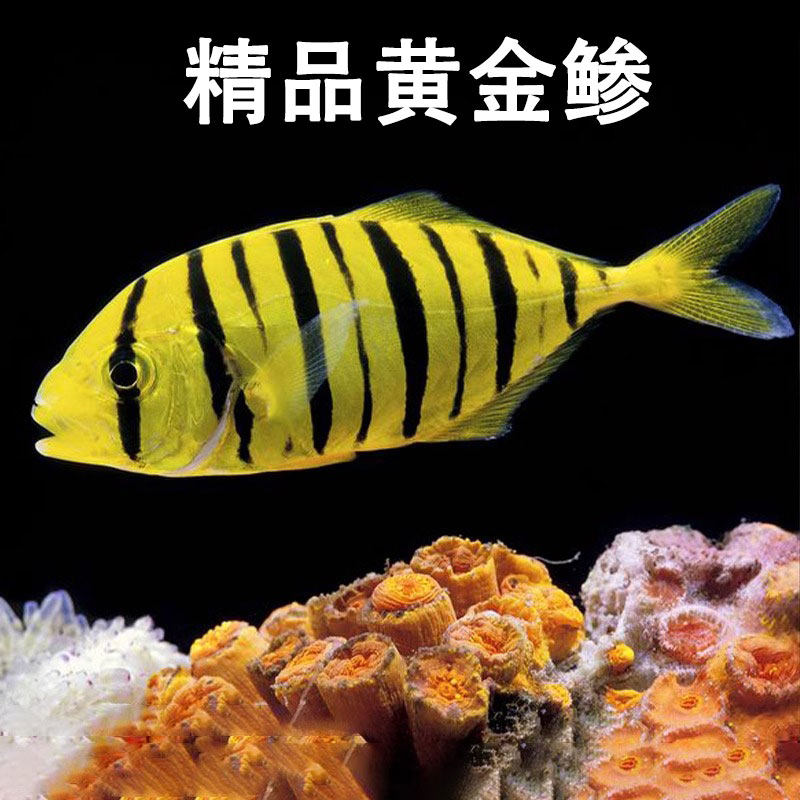 海水观赏鱼水族宠物鱼活体群游海水鱼黄金鲹检疫养定开口黄色鱼