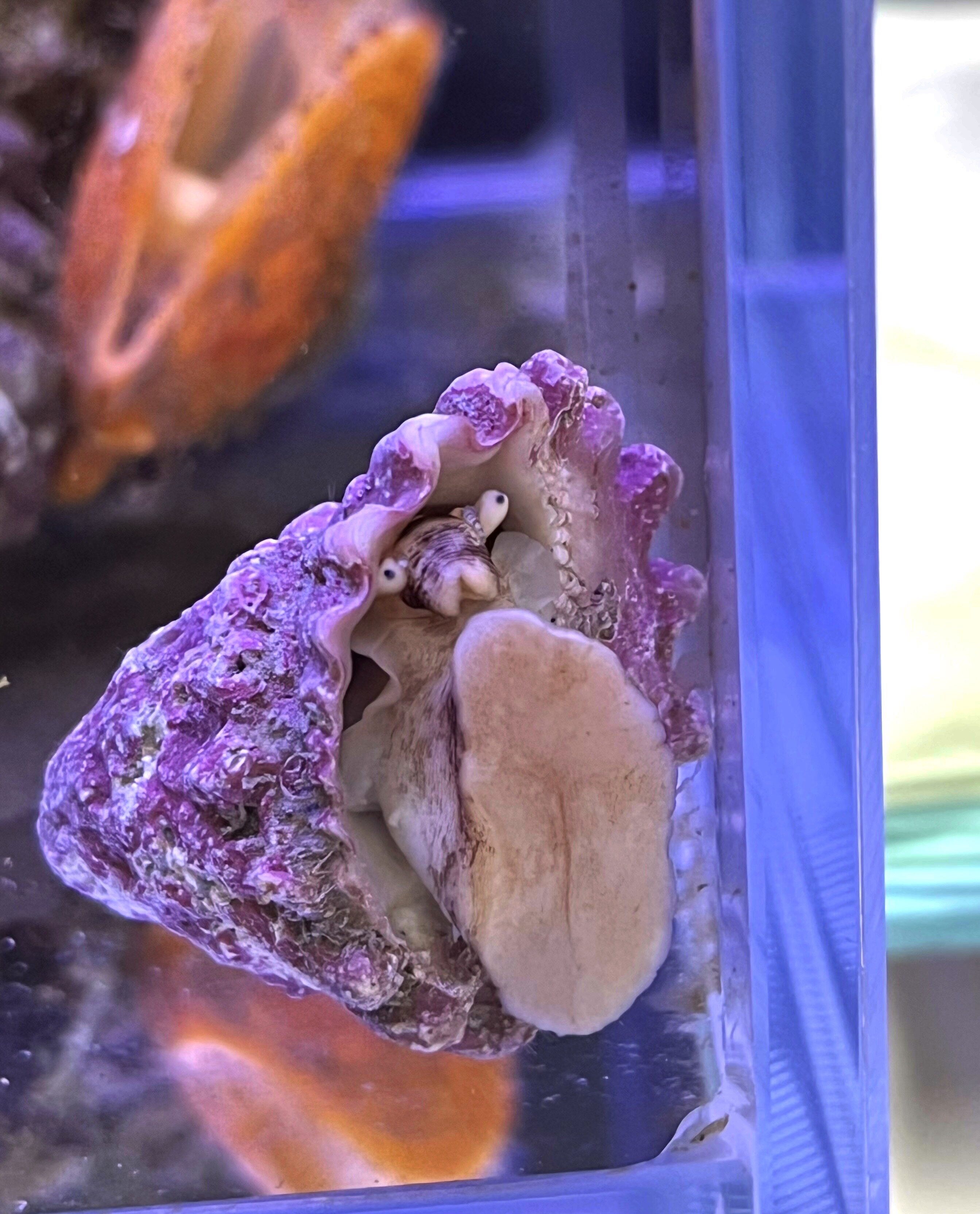 紫底星螺海水鱼缸食藻螺吃褐藻海缸观赏除藻工具