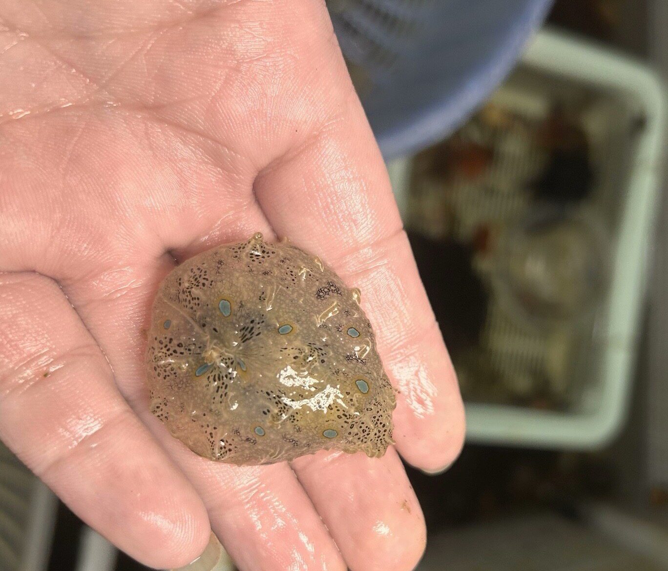 蓝点食藻海猪水族宠物吃藻工具吃红泥 - 实物图