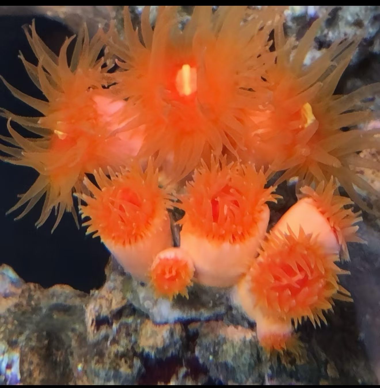 活体炮仗花珊瑚橙红炮仗花海水缸造景软体珊瑚 新手好养滤食珊瑚