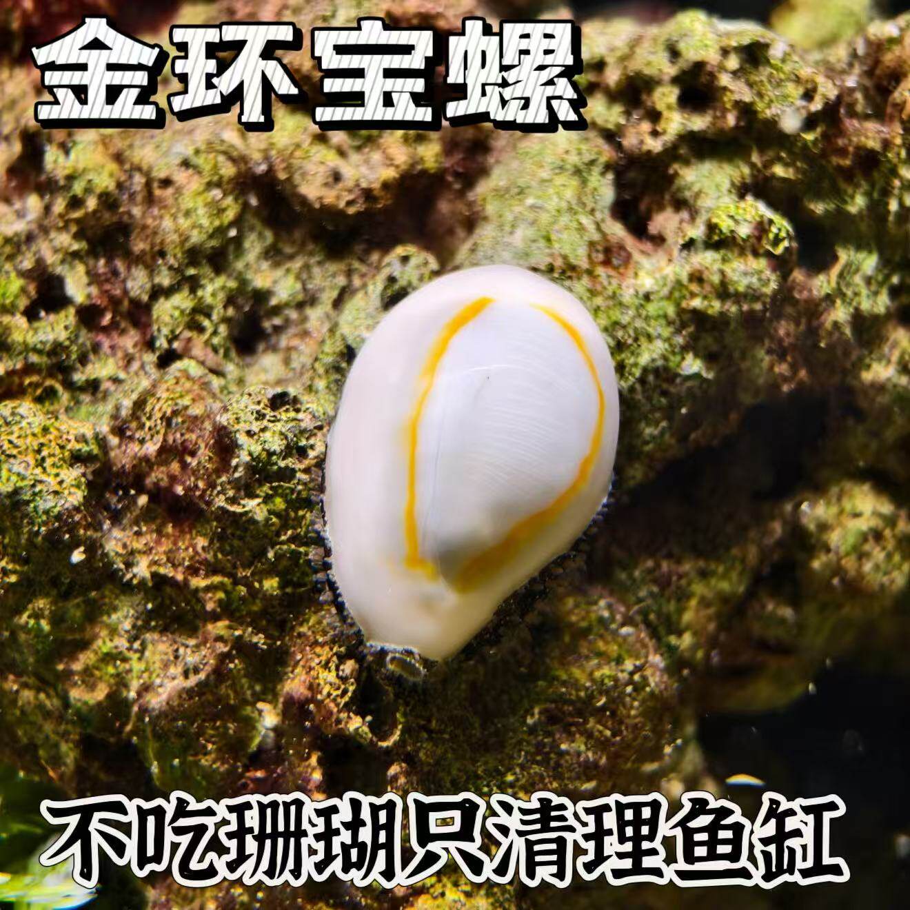 海水金环宝螺除藻螺海水缸造景软体珊瑚新手好养滤食珊瑚
