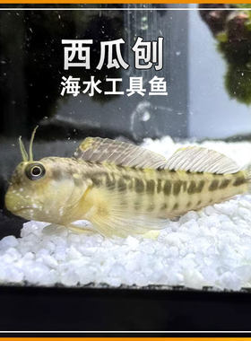 西瓜刨海洋生物工具鱼高效吃藻海水缸清洁观赏鱼新手易养活物包邮