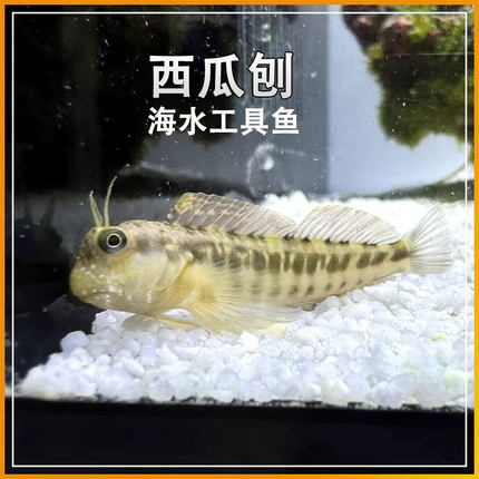 西瓜刨海洋生物工具鱼高效吃藻海水缸清洁观赏鱼新手易养活物包邮
