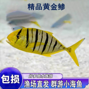 黄金鲹观赏鱼群游海水鱼新手闯缸鱼好养金领航虎斑黄瓜黄鹂无齿鲹