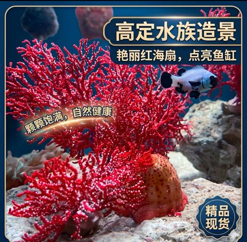 雪花nps海珊瑚海缸树枝造景海水观赏活体新手生物好养珊瑚树
