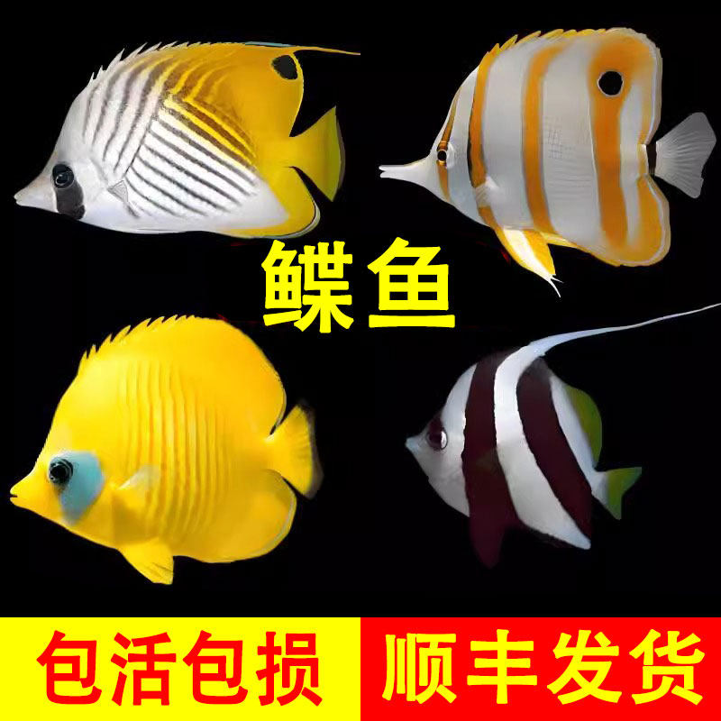 鲽鱼合集人字网虎纹蝶黄金三间火箭神像象黑白关刀海水观赏鱼活体