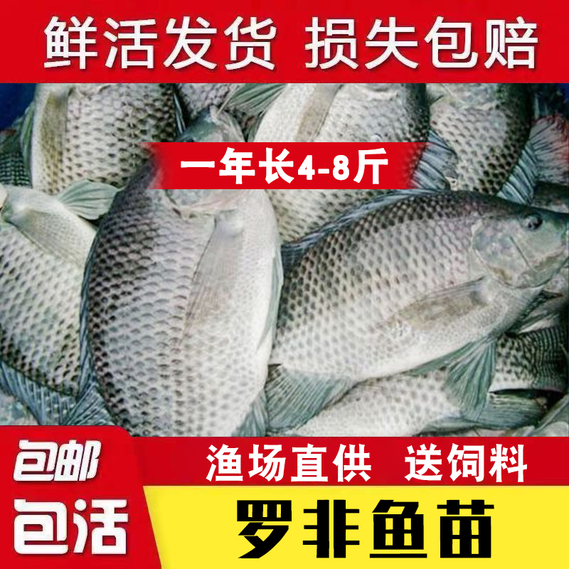 大品种罗非鱼苗单性非洲鲫福寿鱼淡水养殖活体鱼塘饲料鱼鲫鱼包活