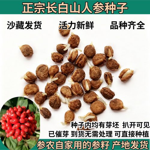 人参种子 长白山人参种子 正品催芽山参种子 阳台盆栽 赠送人参苗