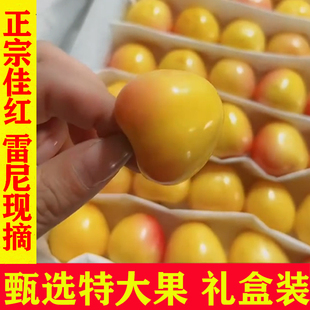 大连黄樱桃佳红雷尼尔樱桃孕妇水果新鲜当季整箱黄金车厘子现货