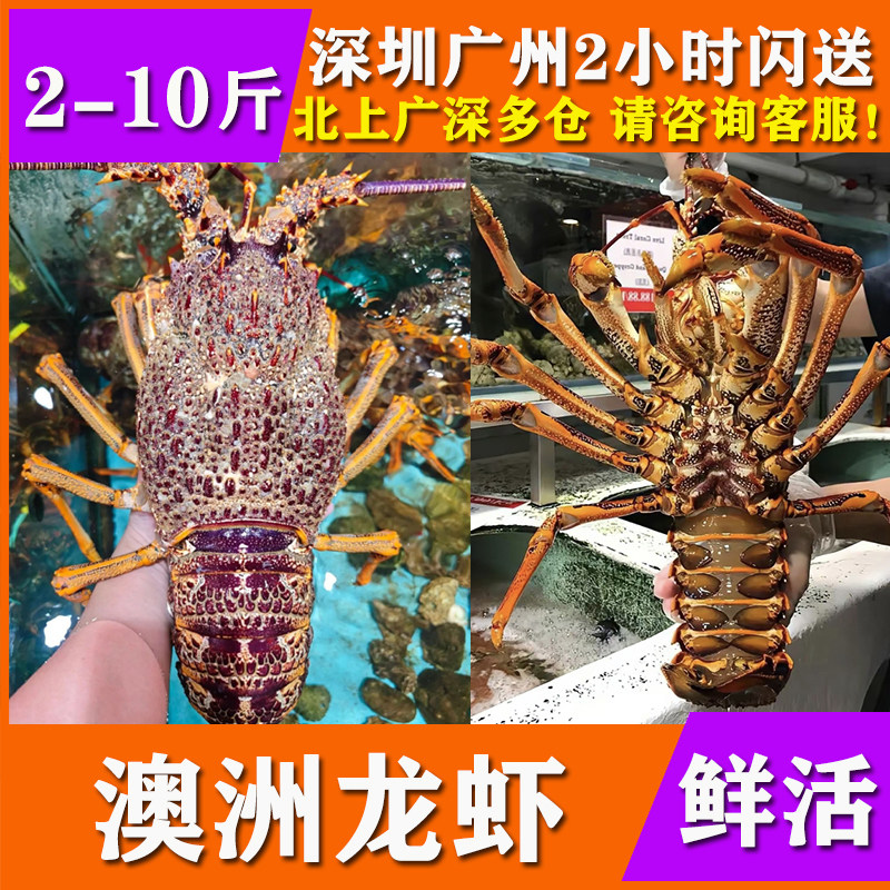 鲜活澳洲龙虾新西兰海鲜水产特超大奥龙纽龙岩龙红龙新鲜海水虾