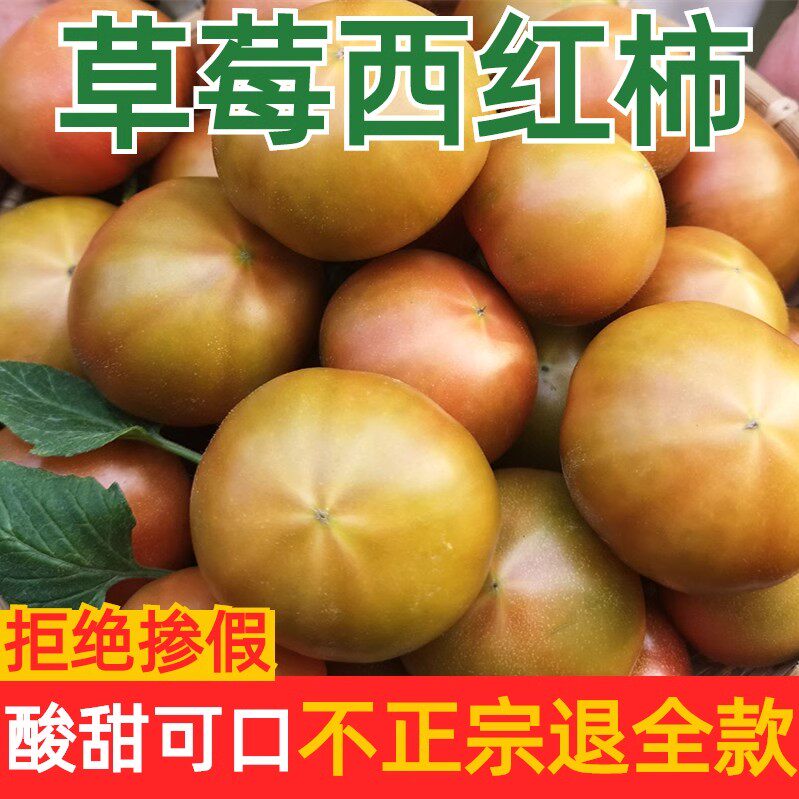 海阳草莓柿子新鲜有味水果铁皮番茄当季山东孕妇绿腚整箱西红柿